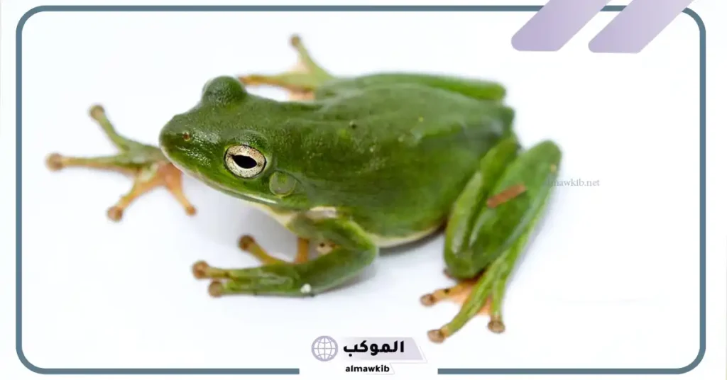 معلومات عن الضفدع للأطفال