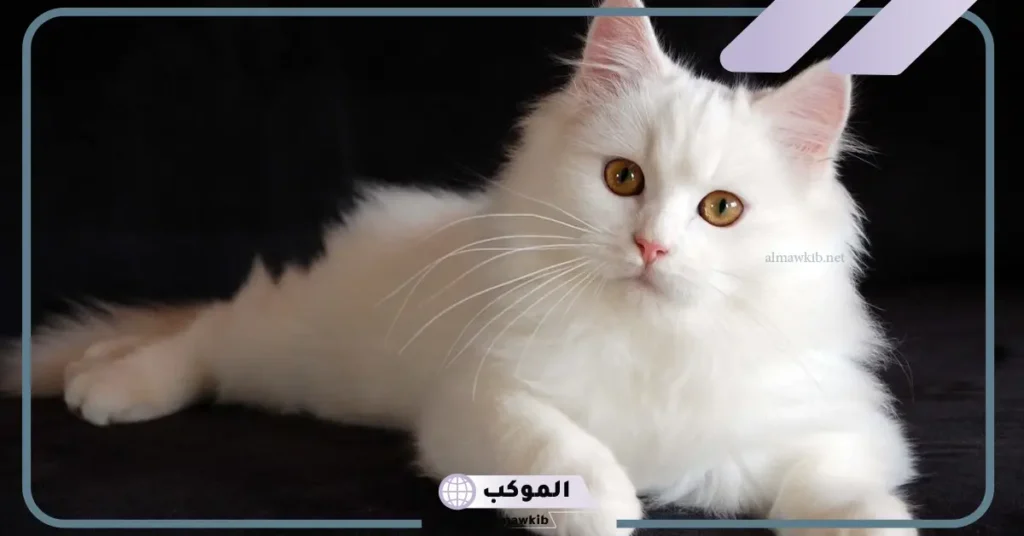 تفسير حلم قطة بيضاء تلاحقني