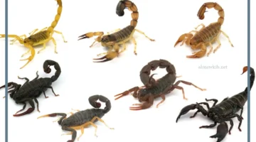 ماذا يرمز العقرب الأسود