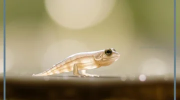 ماذا يسمى الضفدع؟