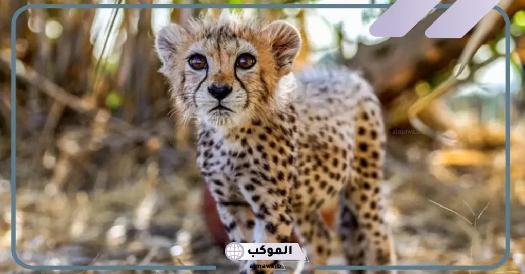 مواصفات الفهد صغير واسمه.. ماذا يأكل الفهد؟ 6 أنثى الفهد