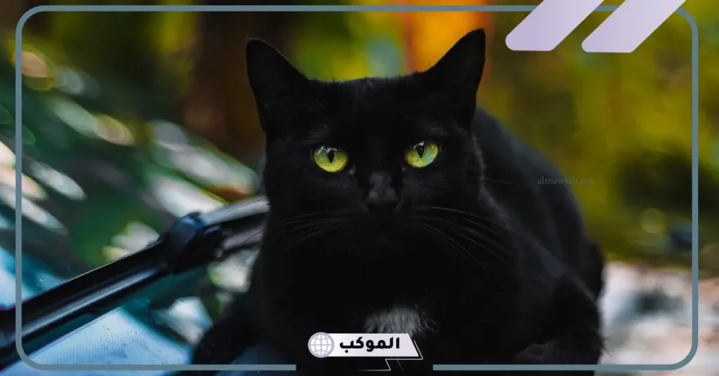 تفسير حلم رؤية قطة سوداء في المنام والخوف منها للرجل والعزباء لابن سيرين 6 رؤية قطة سوداء في المنام للرجل