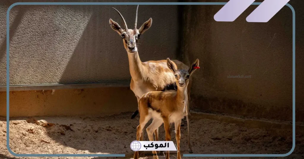 حيوان الظبي