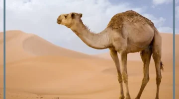 مدة حمل الناقة