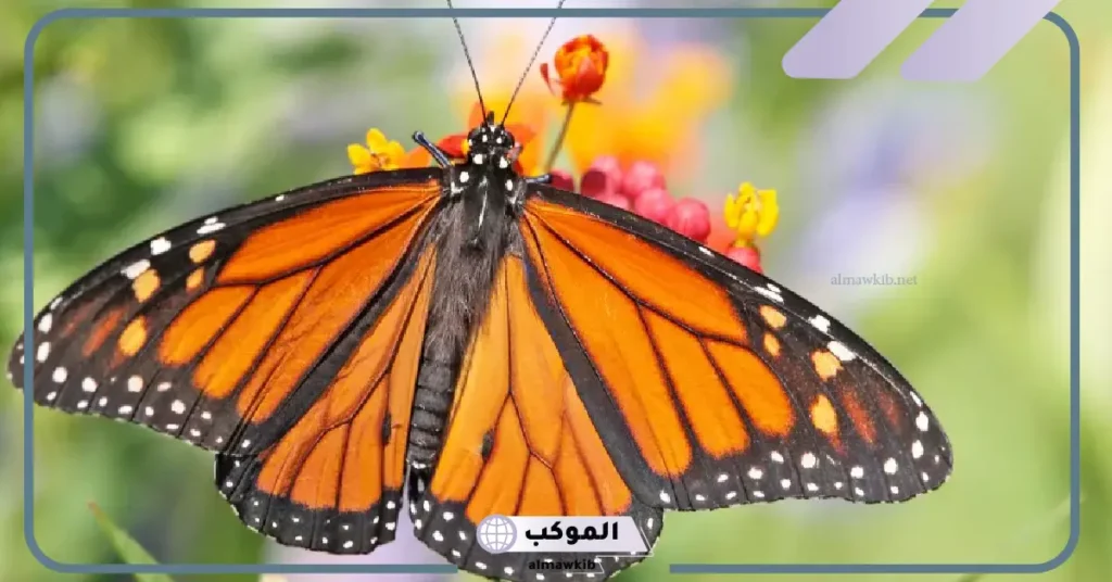 معلومات عن الفراشة للاطفال بالانجليزي