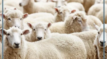 مشاهدة الغنم