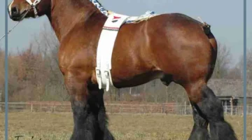 معلومات حول الحصان البلجيكي الثقيل