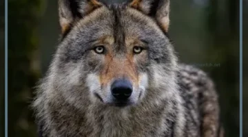 معلومات عن الذئب
