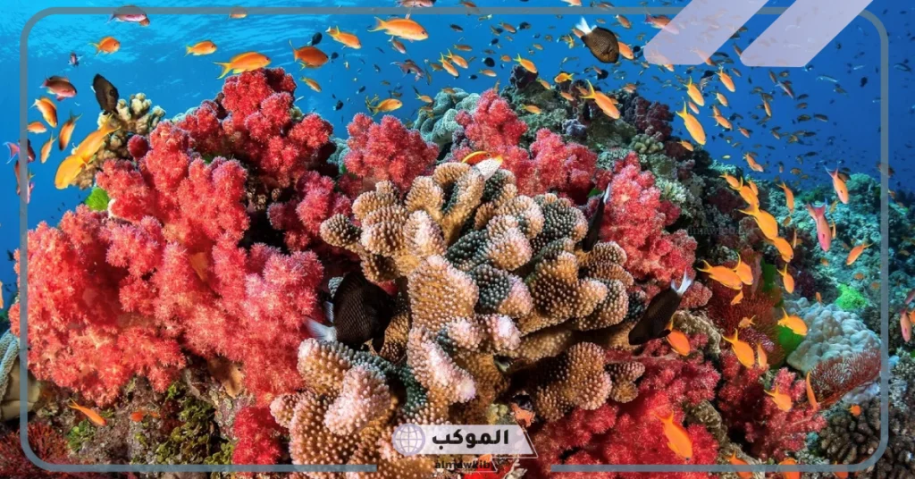تحقق الشعب المرجانية التوازن البيئي البحري.. أنواع الشعاب المرجانية 5 خصائص الشعاب المرجانية