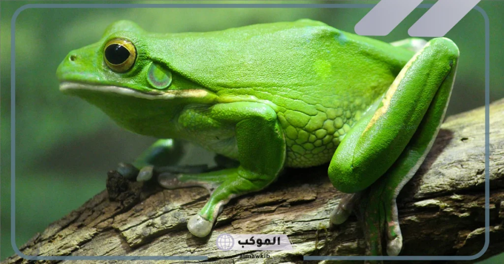 أنواع الضفادع 