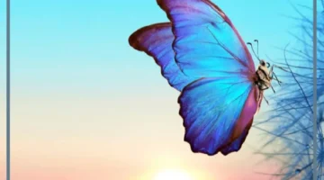 معلومات عن الفراشة 1