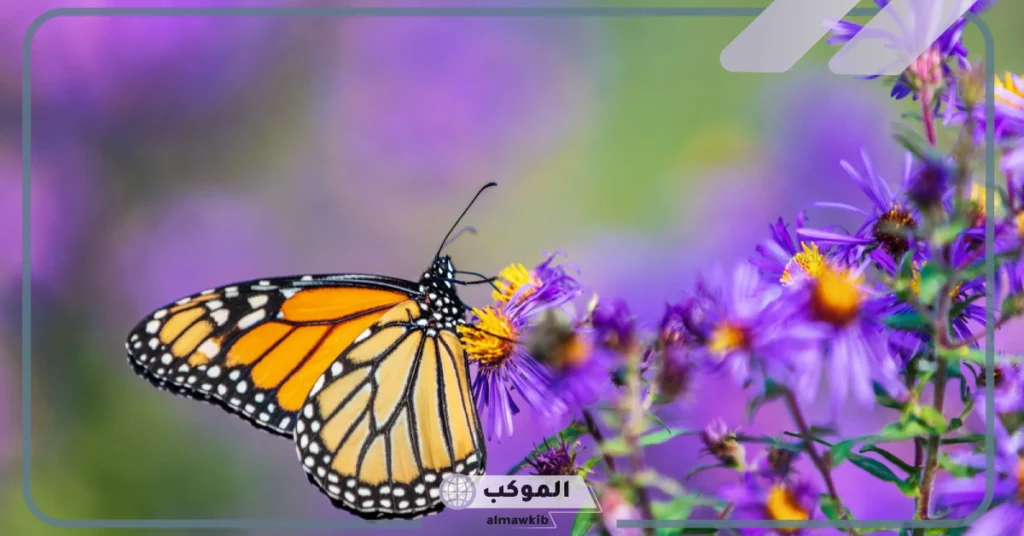 أجمل ما قيل عن الفراشات 