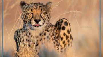 معلومات عن الفهد