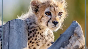 معلومات عن الفهد الصغير