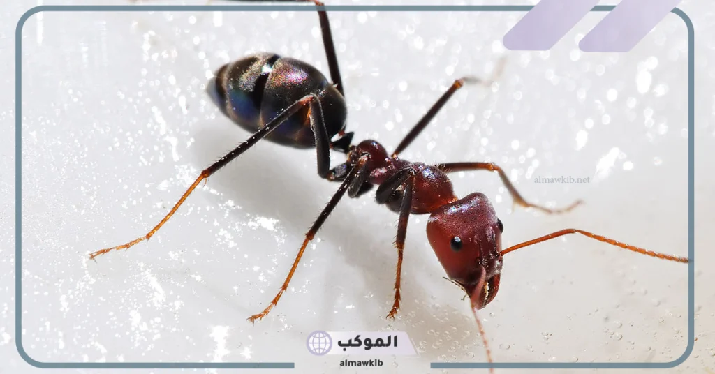 كم عيون النمل؟ معلومات غريبة عن النمل وعن حياته 6 هل النمل يسمع
