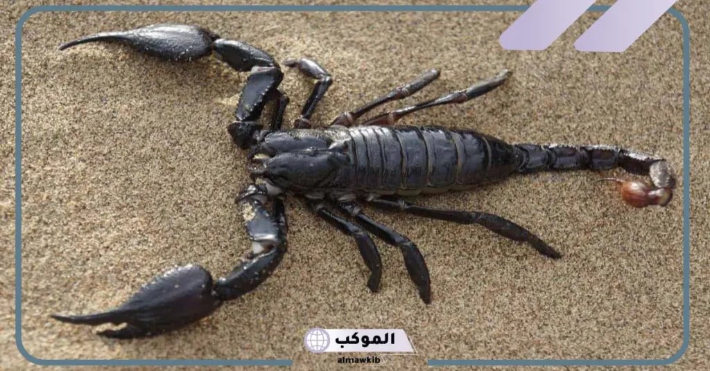 رؤية العقرب الأسود في المنام للمتزوجة