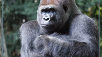 معنى الغوريلا