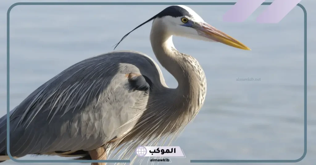 لماذا سمي طائر مالك الحزين بهذا الاسم