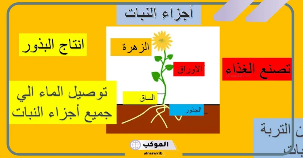أجزاء النبات ووظائفها للأطفال