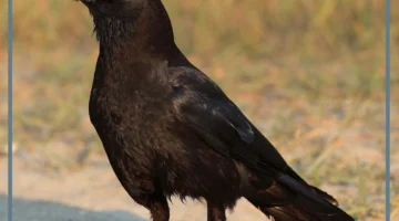 نعيق الغراب