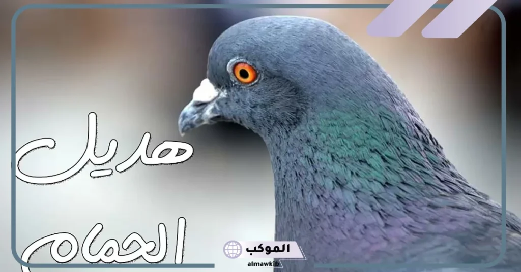 ماذا يطلق صوت الحمام؟