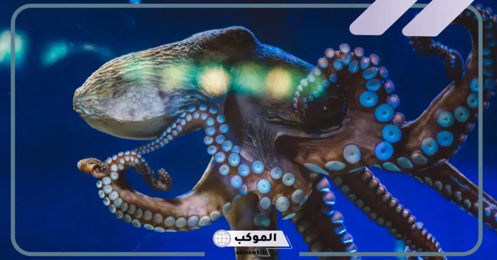 ما هو الفرق بين الاخطبوط والحبار؟ هل الأخطبوط يطلع حبر 5 هل الأخطبوطات خطيرة على البشر؟