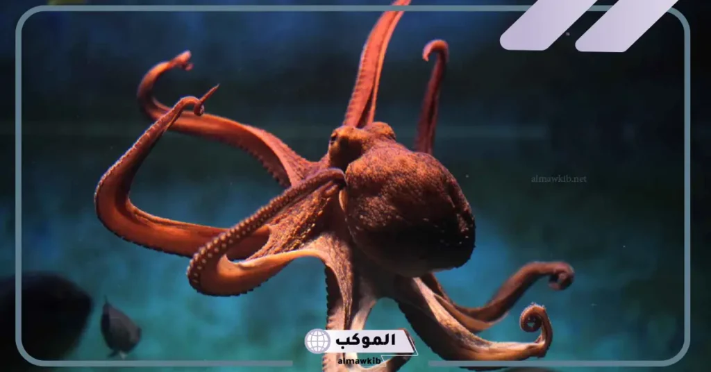 ما هو الفرق بين الاخطبوط والحبار؟ هل الأخطبوط يطلع حبر 6 ماذا يحدث إذا عض هذا الأخطبوط إنسان؟