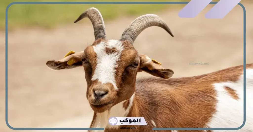 تفسير حلم رؤيه الماعز الصغير في المنام للرجل والمرأة المتزوجة في البيت 5 رؤية الماعز في المنام للمتزوجة