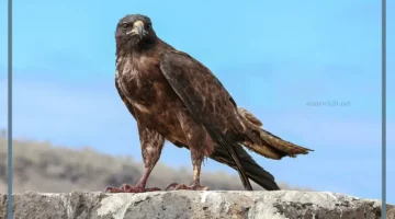 هل رؤية الصقر فأل خير؟