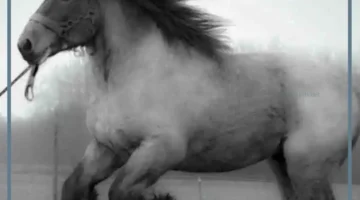 وزن الخيول الأعوجية