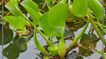 أجزاء النبات 1