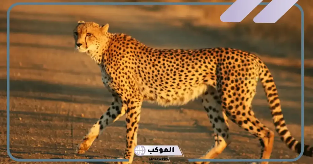 قائمة بأسماء اجمل الحيوانات في العالم.. من هو أخطر حيوان في العالم؟ 5 أخطر حيوان في العالم