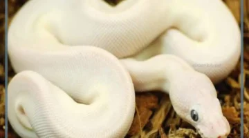 أفعى بيضاء في المنام