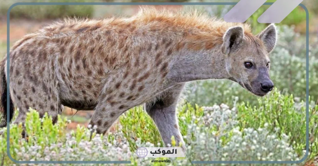 معلومات عن انثى الضبع وصفاتها وطريقة ولادتها 5 صفات أنثى الضبع