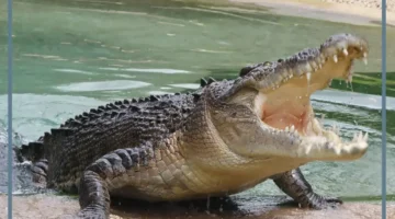 أنواع التماسيح