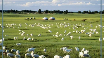 أهم المعلومات عن المنطقة العشبية