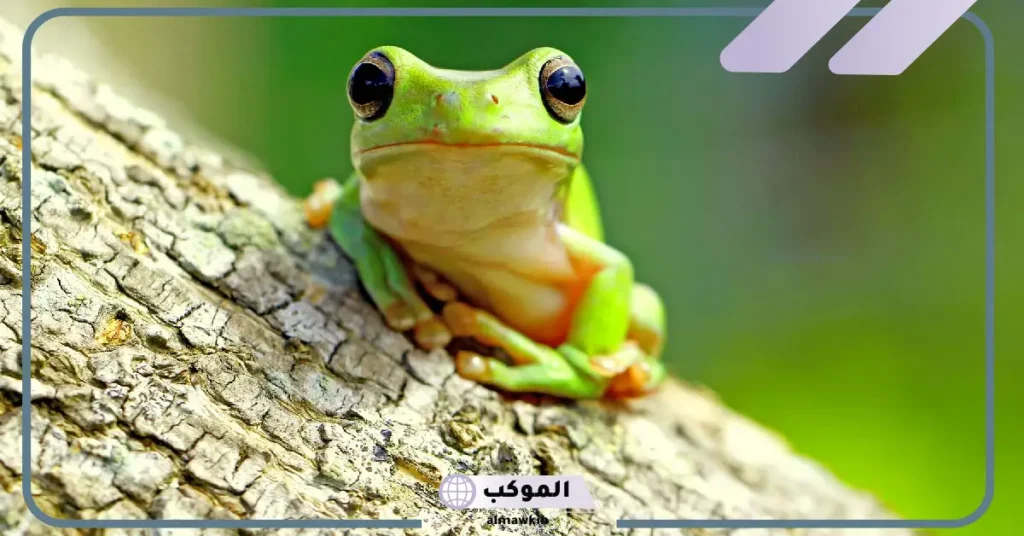 الضفدع يلد أم يبيض