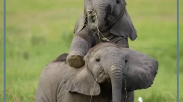 ابن الفيل ما اسمه