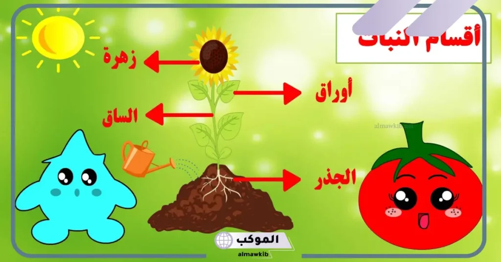 اجزاء النبات ووظائفها للاطفال.. وظيفة الأزهار في النبات 5 رسم اجزاء النبات للاطفال