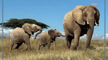 اسم أنثى الفيل