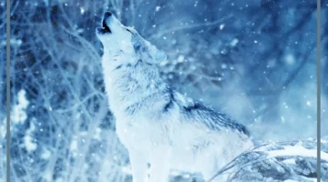 اسم الصوت الذي يصدره الذئب