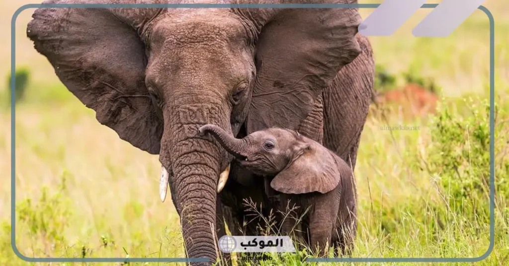 اسم أنثى الفيل وصغيرها