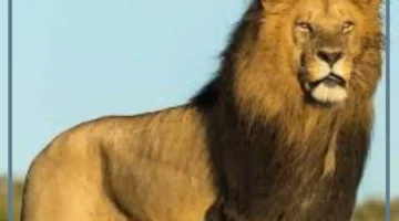 الأسد ملك الغابة