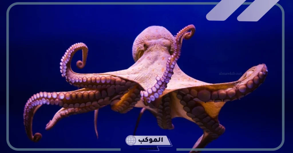 كم رجل للاخطبوط؟ معلومات عن الأخطبوط للاطفال 6 صفات الأخطبوط