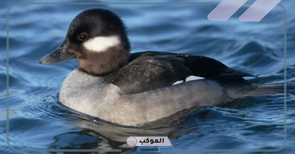 رؤية البط في المنام للرجل