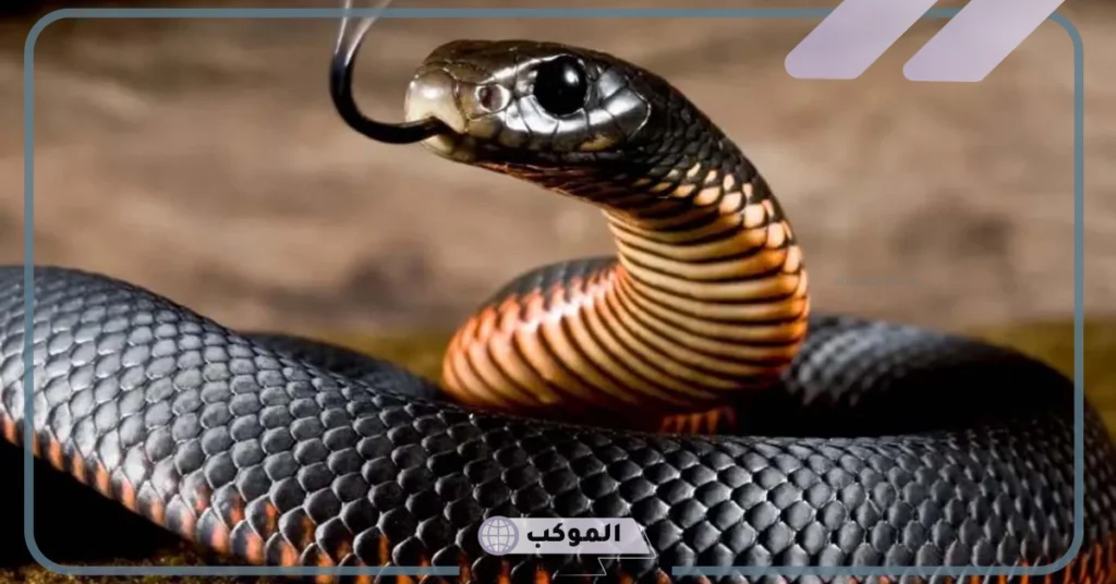 تفسير حلم الثعبان الأسود يهاجمني 