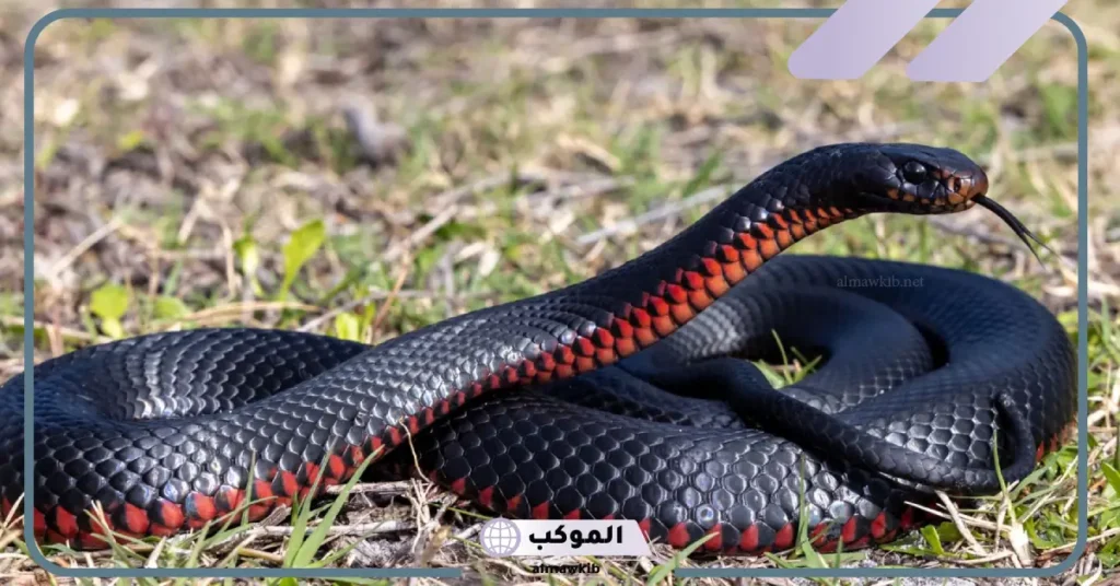 تفسير الثعبان الاسود الصغير