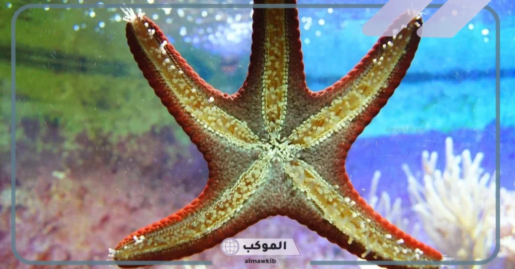 اكبر مجموعه في اللافقاريات هي: عدد مجموعات اللافقاريات 5 أمثلة على اللافقاريات