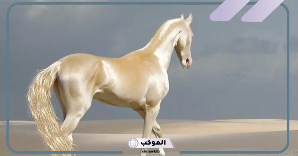 معلومات عن الخيل الهندي.. ما هي أفضل سلالة خيول في العالم؟ 5 ما هو الحصان المشهور في الهند؟