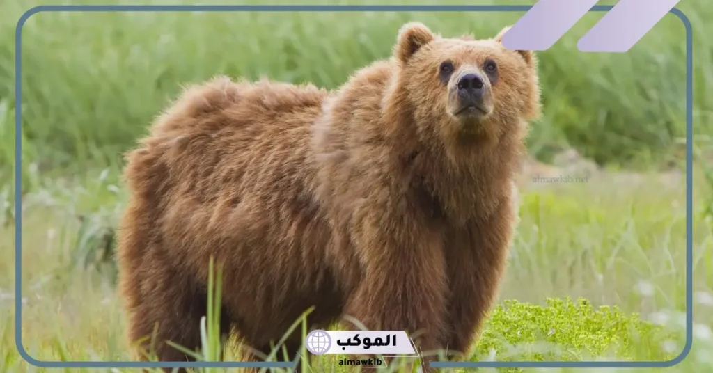 تفسير حلم رؤية الدب في المنام للرجل والمرأة الحامل والعزباء لابن سيرين 5 رؤية الدب في المنام للمتزوجة